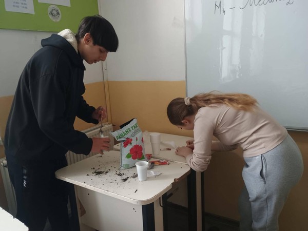 Obținerea și îngrijirea plantelor